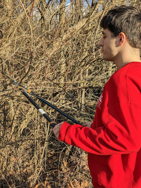 clearing invasives.volunteer call